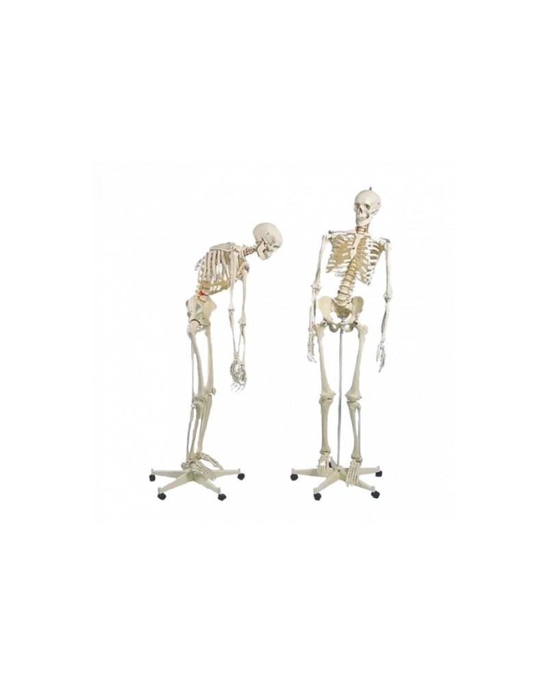 Squelettes humains flexible