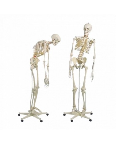 Squelettes humains flexible