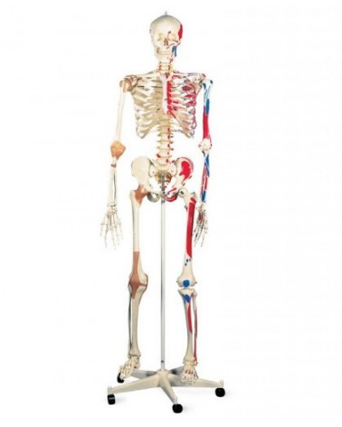 Squelettes humains premium