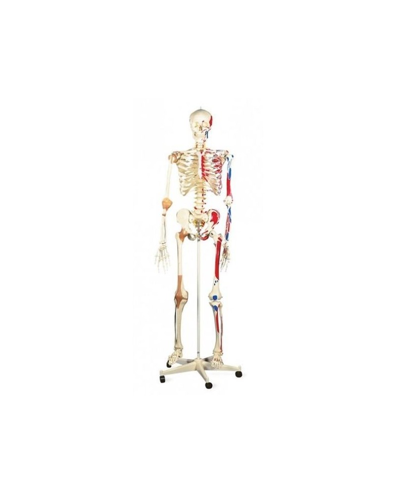 Squelette humain avec les insertions
