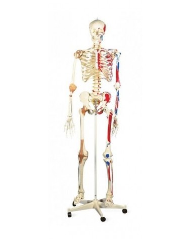 Squelette humain avec les insertions